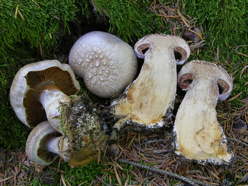 Ritrovamenti del 17 agosto.